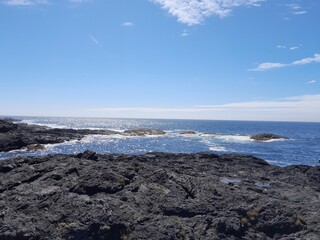 View of British Columbia in Canada, threes in the forest