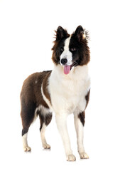 young Yakutian Laika