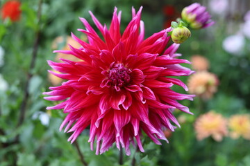 Dahlia flowers in the garden on green leaves background.