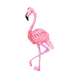 The flamingo is walking in search of food