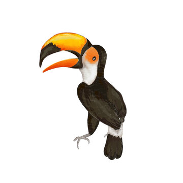 recommend clip art: hornbill clinging to a branch