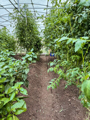 Tomato and pepper beds grow in a greenhouse Home garden, gardening