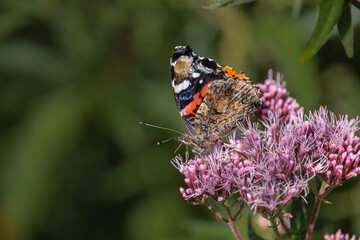 Peacock butterfly on flower
