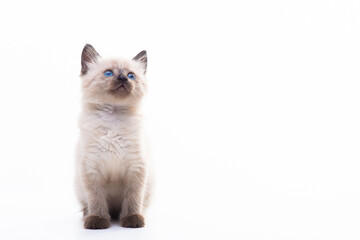 Funny little fluffy kitten looks up curiously