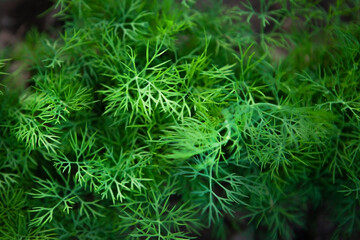 Fresh young dill growing in rows on a vegetable patch, top view, close-up.