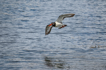 oystercatcher flying over water