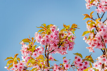 メジロと河津桜