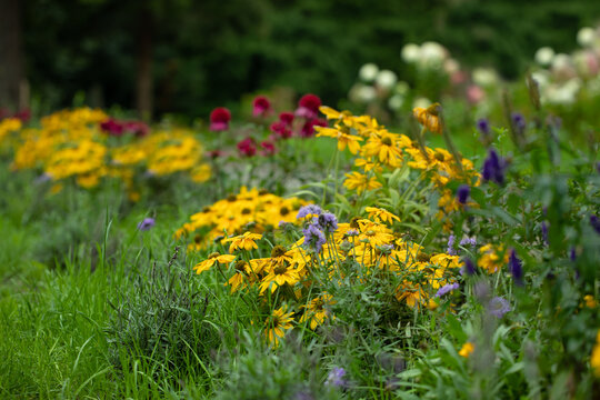 łąka kwietna z bylin, rudbekie, jeżówki, przetacznik, flower meadow 