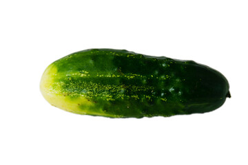 Juicy cucumber isolate on white background with copy space
