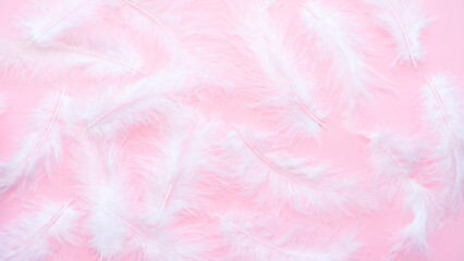 White soft feathers on a pink background