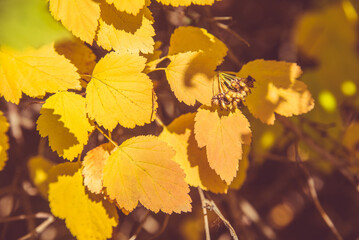 Autumn background-yellow leaves in the city Park
