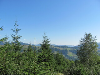 pine trees in the mountains