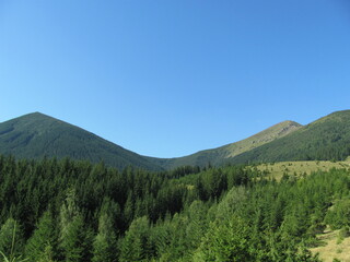 forest in the mountains