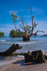 tree on the shore