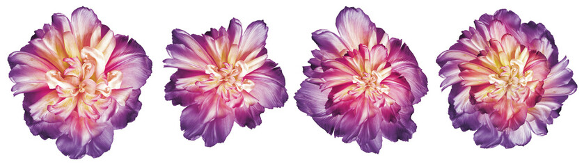 Set  purple  lowers tulips  on   isolated background with clipping path.   Closeup.  Transparent...