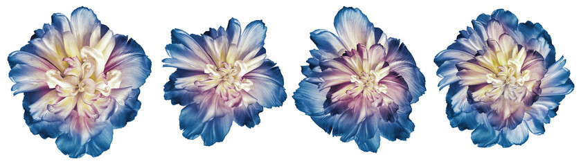 Set  blue  lowers tulips  on  isolated background with clipping path.   Closeup.    Transparent...
