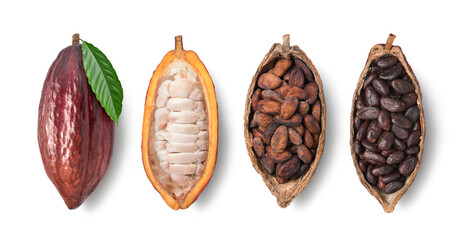 Top view of fresh cocoa fruit, fresh and dried cocoa beans  isolated on white background. Clipping...