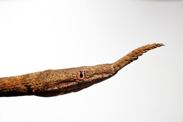 Madagascar leafnose snake // Blattnasennatter (Langaha nasuta, Langaha madagascariensis) - Female // Weibchen