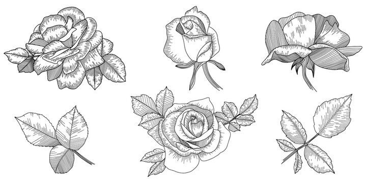 Rose flower png . Hand drawn.