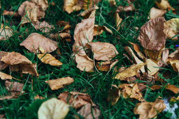 Autumnal leaves on the floor in the park