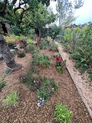 Beautiful landscape of organic garden bed with mediterranean planting of flowers grasses and plants in bed of small smooth pebbles covering soil earth for moisture with design paths espalier pear tree