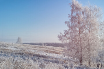 Winter sunny landscape with a birch in hoarfrost and a clean field.