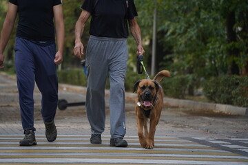 Walking dogs in a special city park