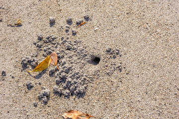 crab hole on the sand