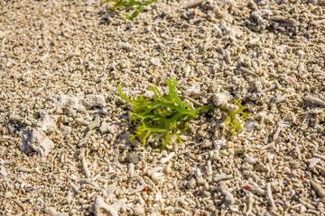 seaweed strand in the sand