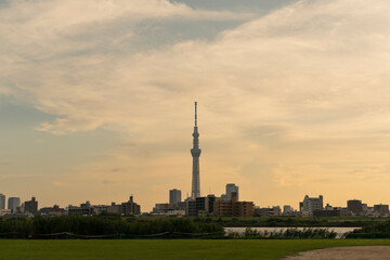 Obraz premium 夕方 河川敷 東京スカイツリー