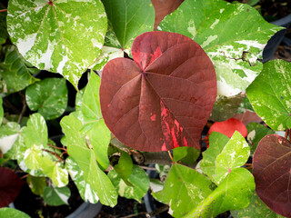 Red Bodhi Tree Spotted Leaves Growing
