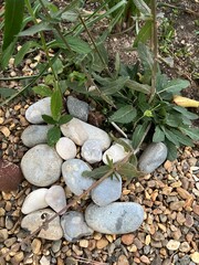 Close up of mound of large smooth white beach stones on top of small smooth pebbles covering the soil ground in mediterranean planting of exotic succulents in garden bed with plant base showing