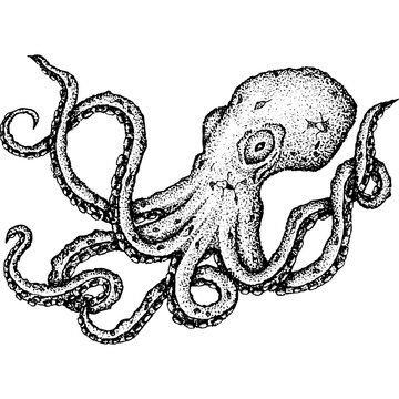 Octopus Dotwork Drawing. Vector Illustration of Hand Drawn Objects.