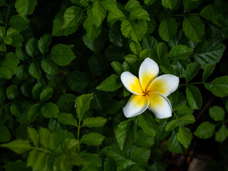 Single Plumeria Flower on The Another Green Leave