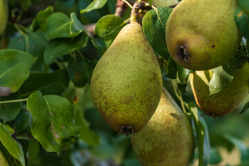 Schöne große Birnen an einem Ast