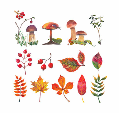 Watercolor set: leaves, twigs, mushrooms, forest, berries. Illustration for postcards, prints, book illustrations, pictures.