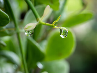 Rain Drop on The End of Dischidia Branch