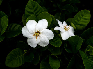 Obraz premium Rain Drops on The Gardenia Flowers Blooming