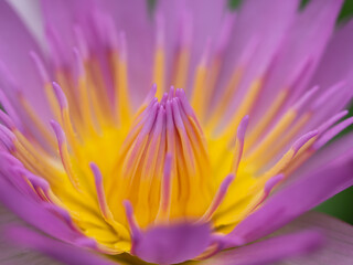 The Pink Lotus Stamens Surrounded by Yellow in The Garden , Side View