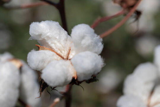 ripe white fluffy cotton. Delicate light beauty cotton background. Natural organic fiber, agriculture, cotton seeds, raw materials for making fabric