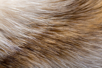 Animal fur close up. Background of gray sable and red fox or chinchilla wool, pile fur texture.