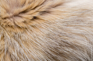 Animal fur close up. Background of gray sable and red fox or chinchilla wool, pile fur texture.