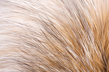 Animal fur close up. Background of gray sable and red fox or chinchilla wool, pile fur texture.