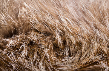 Animal fur close up. Background of gray sable and red fox or chinchilla wool, pile fur texture.