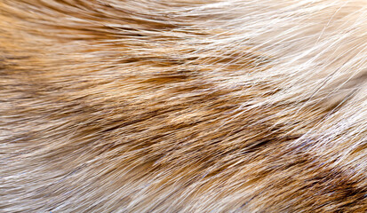Animal fur close up. Background of gray sable and red fox or chinchilla wool, pile fur texture.