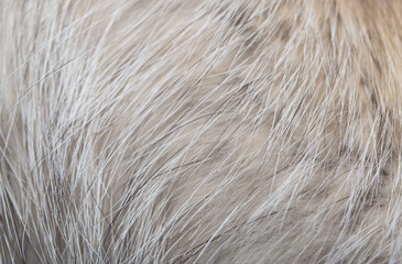 Animal fur close up. Background of gray sable and red fox or chinchilla wool, pile fur texture.