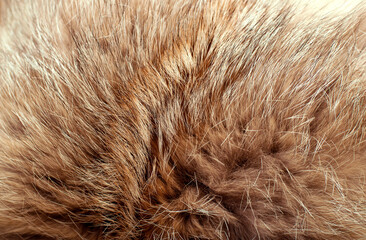 Black fox fur close up. Background of gray animal fur chinchilla, texture of fur pile.