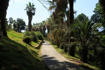 the road in the park among the beautiful green palm trees
