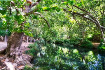 forest of large trees in autumn.