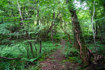 old trees and vines in wild summer forest
